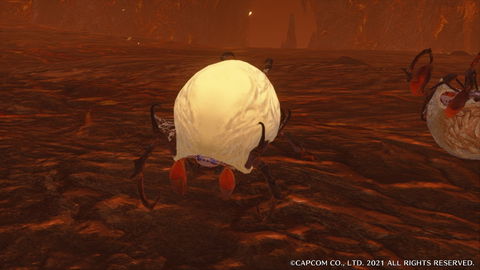 Rachnoid - details, drops and locations