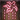 Telekinesis icon bg3